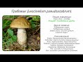 Грабовик (Leccinellum pseudoscabrum)