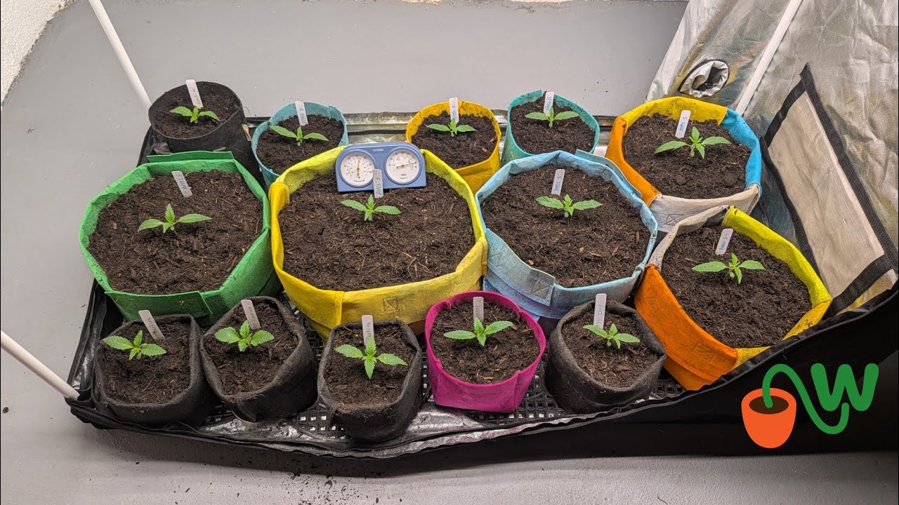 Grow With Dread - How to Start Seeds - GMO Cookies & Apple Strudel Auto #cannabiseducation