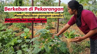 AYO! BERKEBUN DI PEKARANGAN RUMAH, HASILKAN PANGAN SENDIRI #berkebun #berkebundirumah #kebunorganik