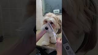 How to trim a dogs face with scissors demonstration, no restraints, dog grooming from home, ShihTzu