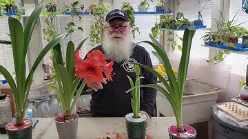 250105 Amaryllis Pollination