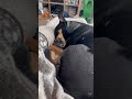 Sleepy time #doglove #dog #dogs #gooddreams #pets