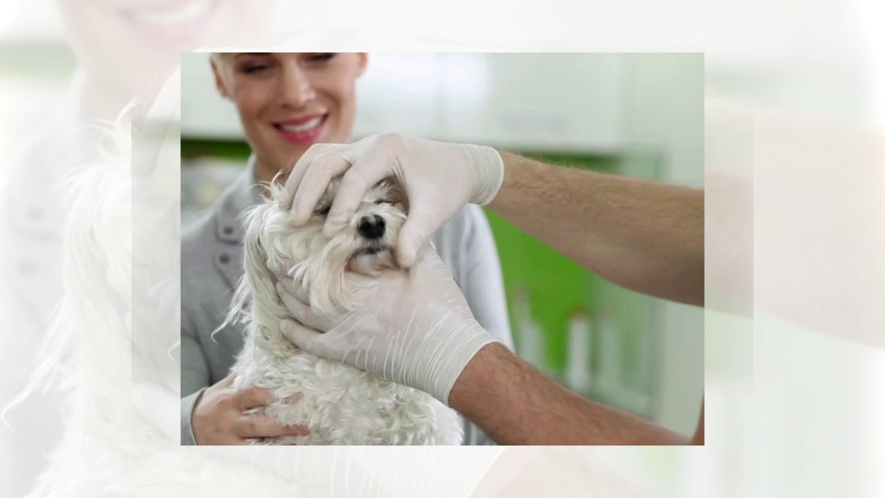 Belgrave House Veterinary Surgery in Linton YouTube