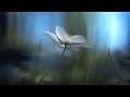 那些花兒 王菲 那些花兒 王菲