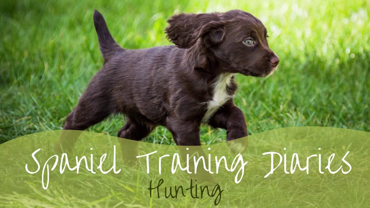 Gundog Training - Hunting/Quartering Exercise