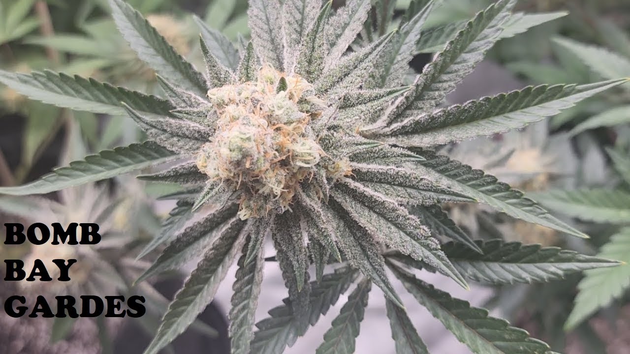 Ethos Genetics Update!! Almost Harvest Day