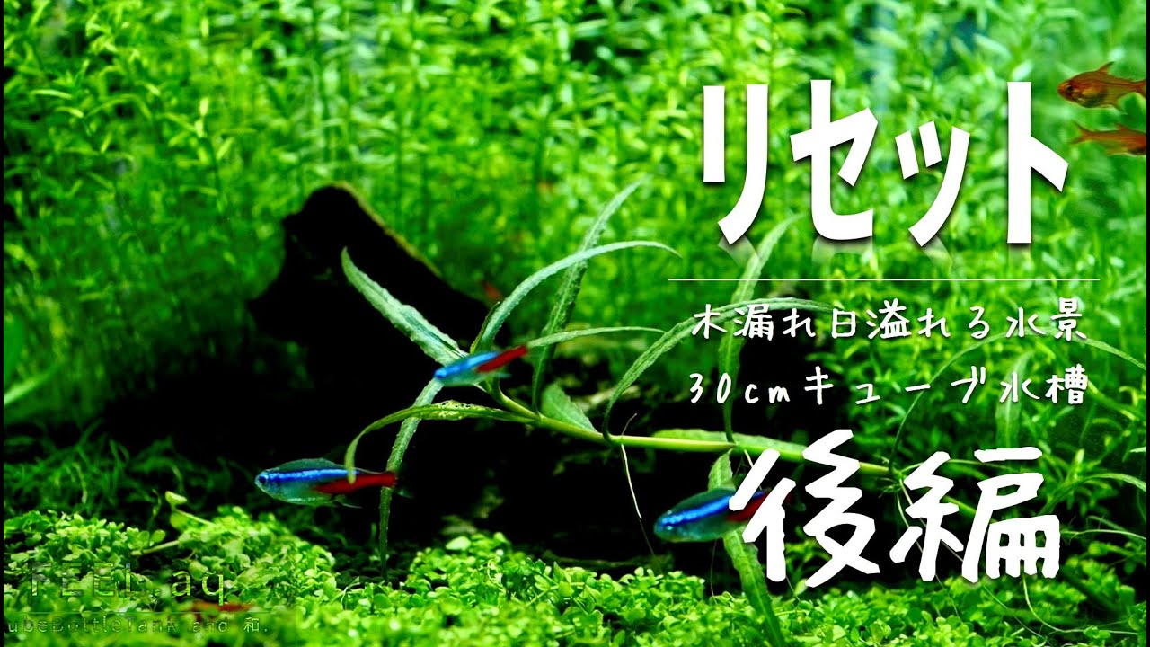 Aquarium] Tank Reset [Why not be soothed by a waterscape bathed in