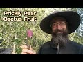 Prickly Pear Cactus Fruit