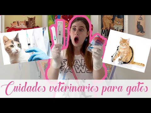 Video: Alimento Médico Veterinario Para Gatos: Indicaciones De Uso, Revisión De Las Mejores Marcas, Reseñas De Veterinarios Y Propietarios