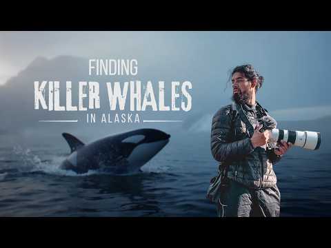 Searching for Killer Whales in Kenai Fjords National Park in Seward, Alaska