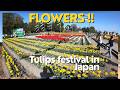 HAMURA TULIPS FESTIVAL 2026 Part 2