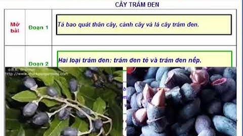 Tập làm văn 4: Đoạn văn trong bài văn miêu tả cây cối -TUẦN 23