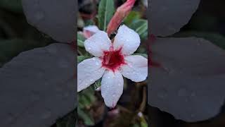 #motivacional #plantas #orquidias #flores #suculentas #jardim #miniorquidea #natureza #deus