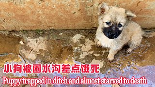 It's so pitiful that the puppy and its owner got separated while working and almost starved to death