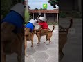 Two monkeys riding on the backs of two dogs are fighting endlessly. #dogshorts #funny #monkeys