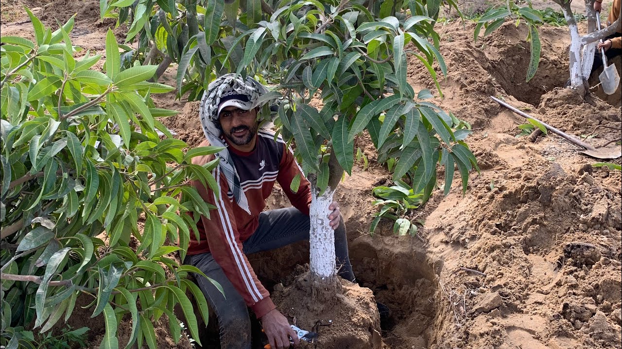 اشجار مانجو نعومي 🥭عمر ٨ سنوات طريق نقلها من الارض ل المشتل