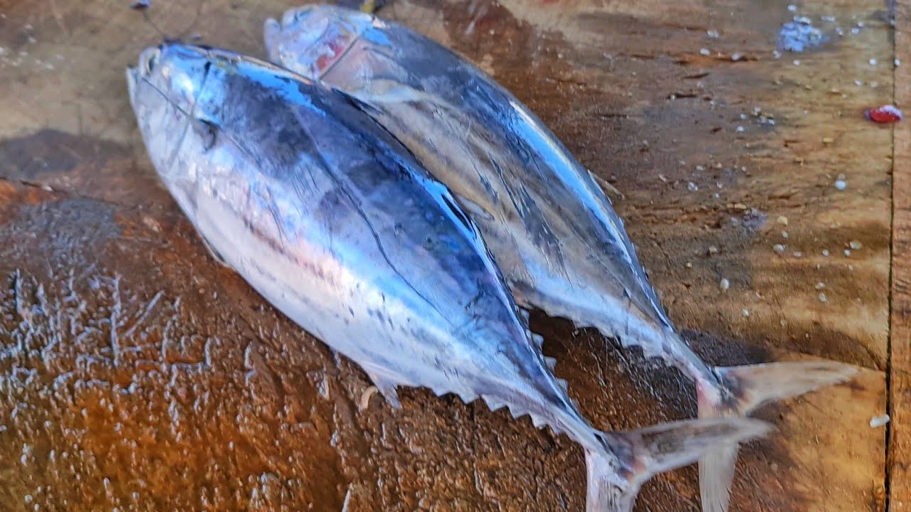 Tuna Fish Cutting With 30 Year Experienced | Fresh Skipjack Tuna Fish Cutting 🇱🇰 | 
