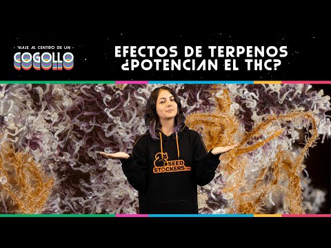 Video: ¿Los terpenos tienen efectos psicoactivos?