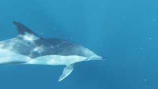 Smooth Jazz Nord Keyboards: Dolphins screenshot 4