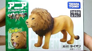 タカラトミー アニア ｜アニマルアドベンチャー｜ライオン Lion｜図鑑カード付き｜開封｜動物｜動物園｜どうぶつ