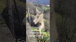La mirada más noble de ASTURIAS: Conoce a La Cuca en Fontoria 🌿