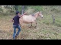 Tentando Pegar Cavalo No Pasto