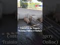 Breeding Female &amp; Male #swastikpigfarm #piggery #piggerybusiness #trending #cutepig #swine #business