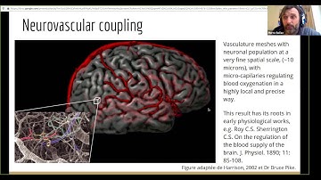 Introduction to functional MRI connectivity