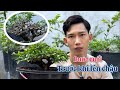 giai đoạn nào mới thật sự lên chậu cho bonsai #bonsaivietnam #bonsaitree #bonsai #bonsaiindonesia