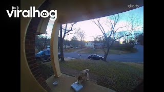 Porch Pirate Pooch Steals Package Off Porch || ViralHog