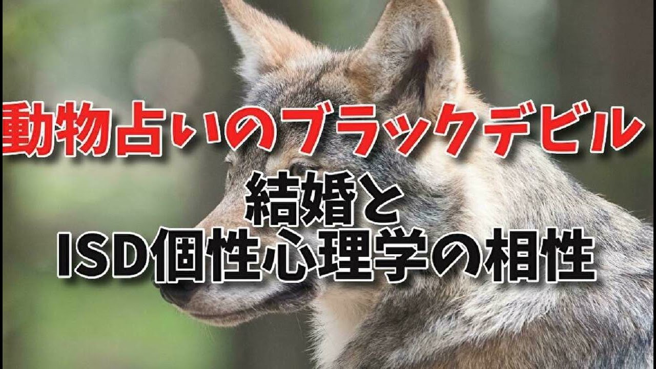 動物占いのブラックデビル 結婚とisd個性心理学の相性 モテるランキングとホワイトエンジェル 動物占いの無料の調べ方 Youtube
