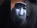 Treat Me Like White Tees Monkey Rizz ЁЯШВ Treat Me Like White Tees Monkey Rizz ЁЯШВ