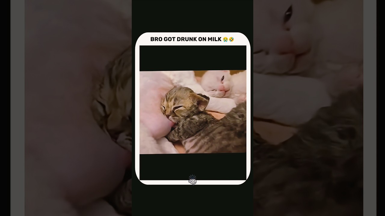 Kitten got drunk on milk 🍼 #funny #cat #kitten #shorts #adoreble #shortvideo #funnyvideo 🥰😽😻