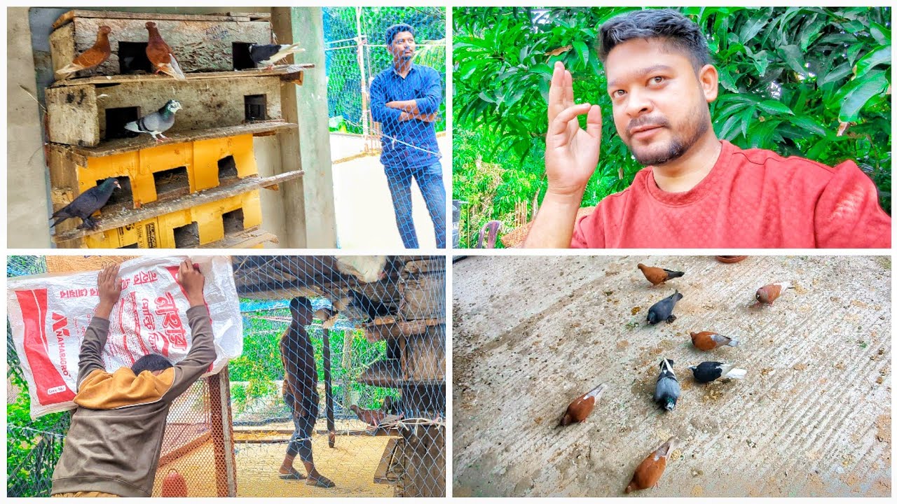 ককা কবুতর নিতে গিয়ে পালিয়ে গেল ককা 😑