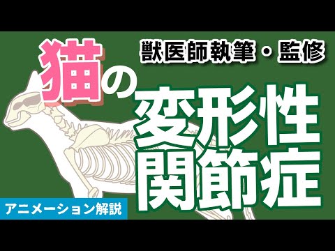 猫の変形性関節症について【獣医師執筆監修】症状から治療方法まで