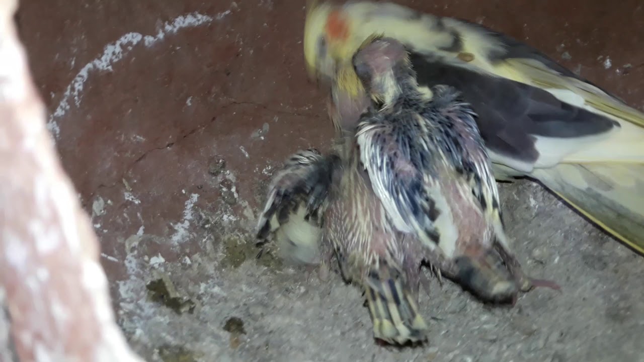 My first successful experience of Cockatiels breeding  and I got two beautiful pied chicks .