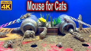Cat TV: Mouse Hide & Seek, Digging Burrows in Sand, squabble fun and Playtime Extravaganza! 🐾4K UHD