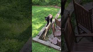 Friendly Bear's Visit Caught on Camera