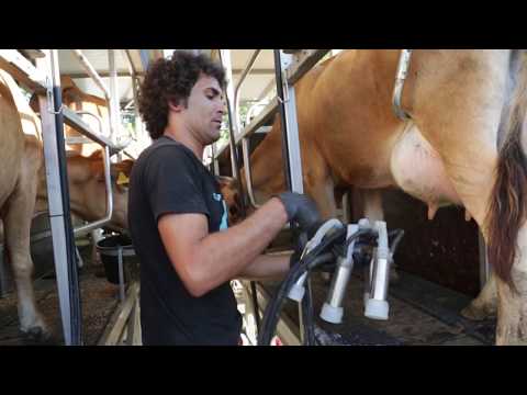 Видео: Апарат за доене на крави. Домашни доилни машини за крави: прегледи, цени