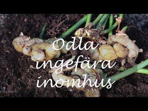 Video: Hur Man Odlar Ingefära Hemma?