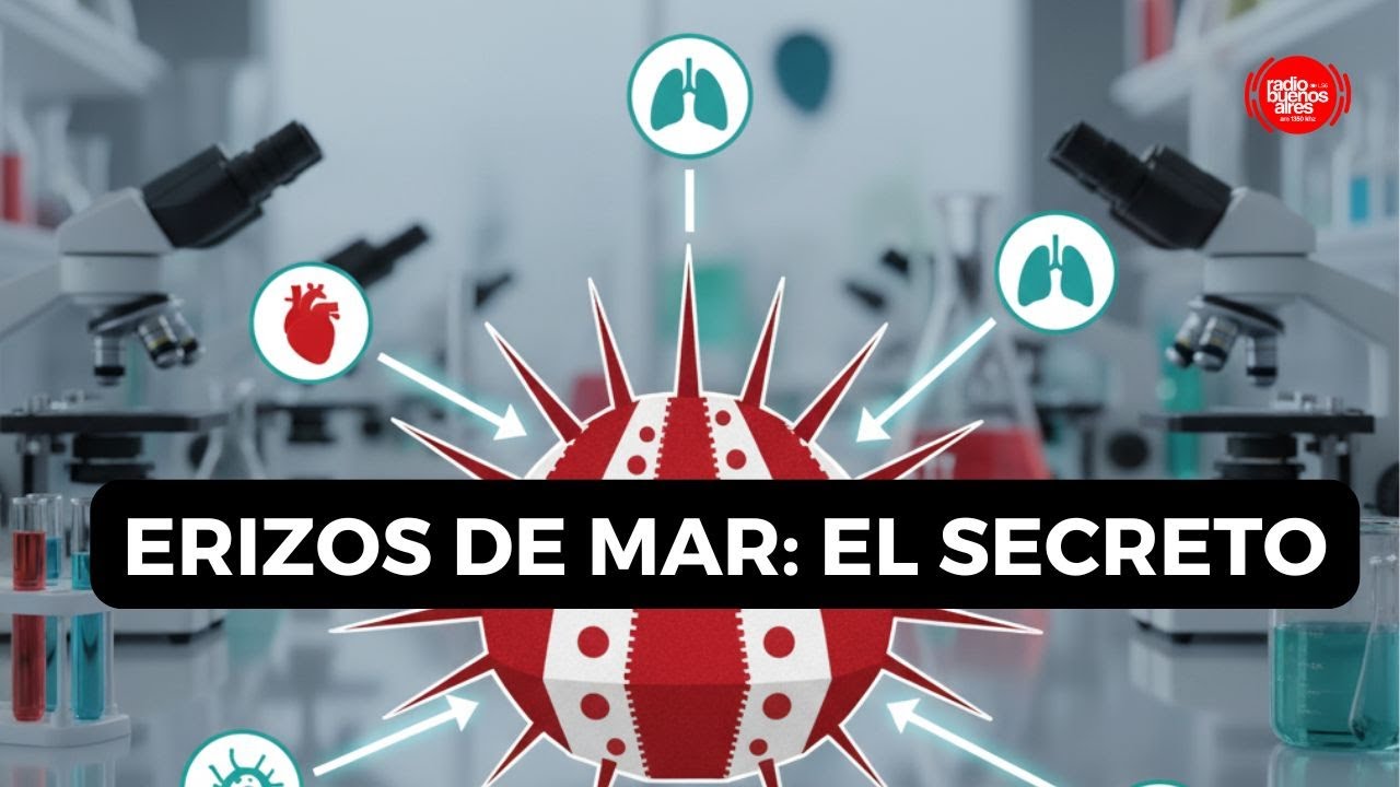 CONICET: Crean suplementos de erizos de mar contra el COVID, colesterol y artritis | Tamara Rubilar