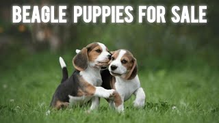 Beagle Puppies For Sale | beagle dogs | More Details On My Description.#beagle#beaglepuppy#dog#viral by STARZ KENNEL 628 views 1 month ago 1 minute, 56 seconds