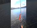 Full daiwa setup.