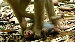 Libby Is Moody Not Stop Her Weaning Little Monkey Rainbow. Sound Cry By Abandon Push Her Head Down.