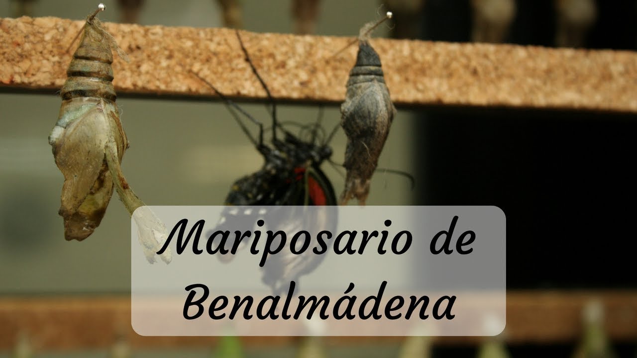 Mariposario de Benalmádena (Butterfly House) MrsTeePot [CC] YouTube