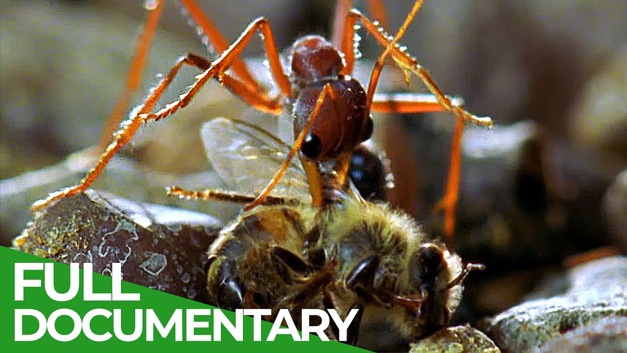 ⁣The Race Underfoot | Race of Life | Episode 12 | Free Documentary Nature