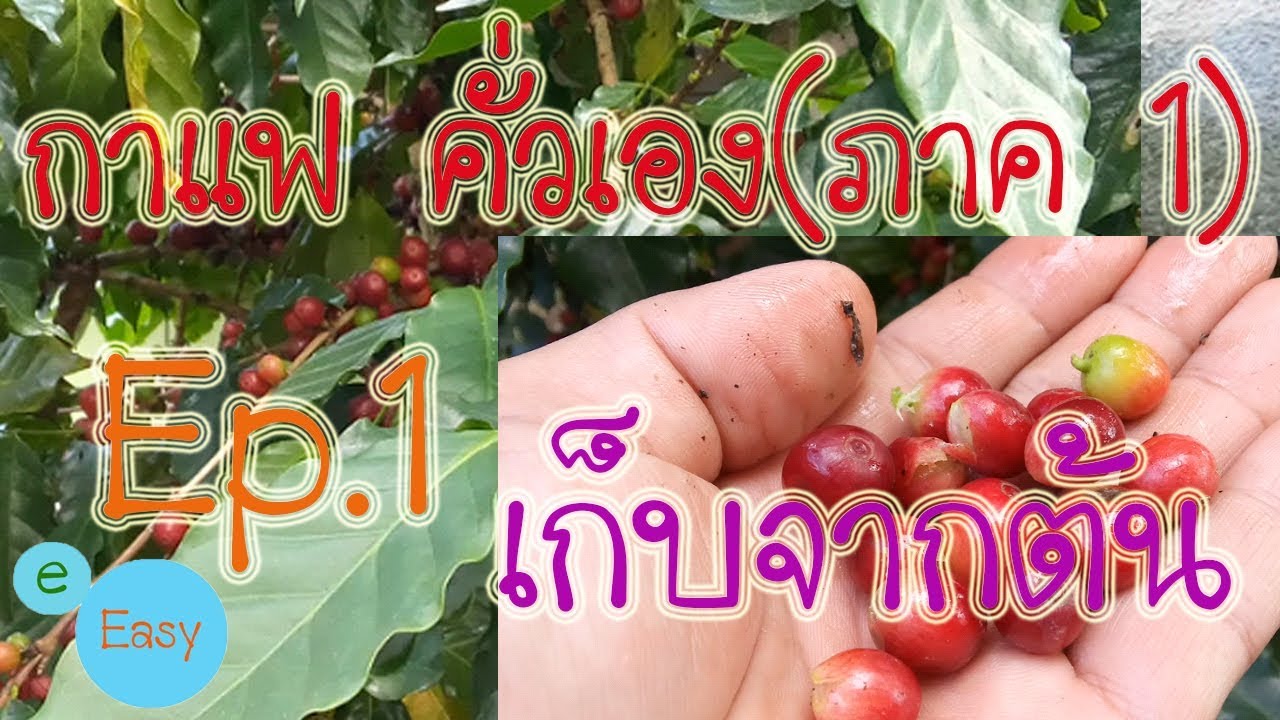 กาแฟ คั่วเอง(ภาค1) Ep.1