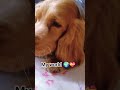 #viralreels #reelviralsong #reelviraladvcreations #dogsofyoutube #dogsreels #petparentlife