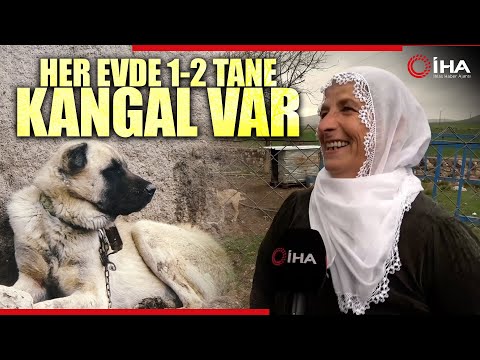 Mardin’de Bu Köy Kangal Köpeği Sevgisiyle Dikkat Çekiyor