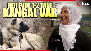 Mardin’de Bu Köy Kangal Köpeği Sevgisiyle Dikkat Çekiyor